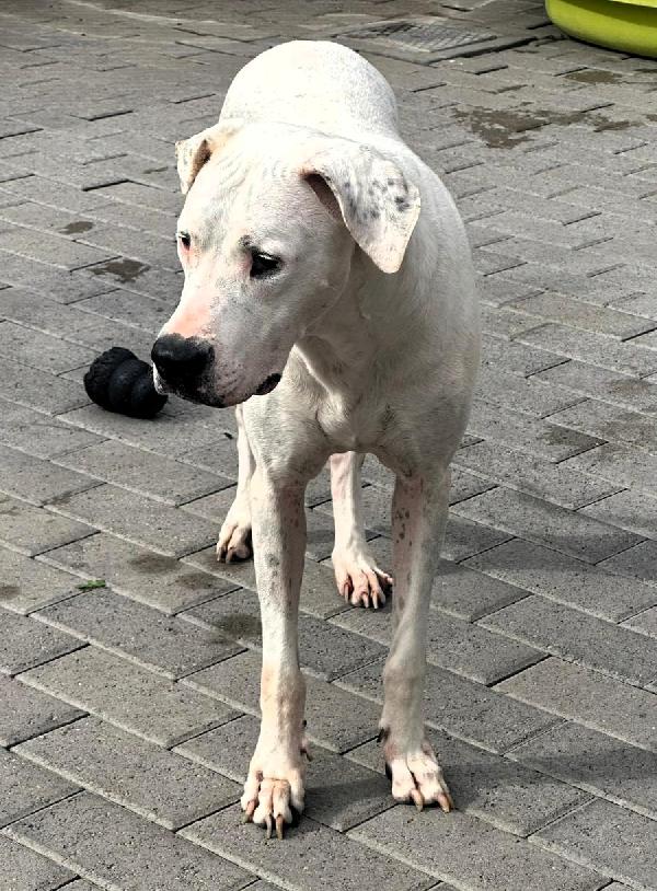 LOLA BELLISSIMA DOGO ARGENTINO Foto 2